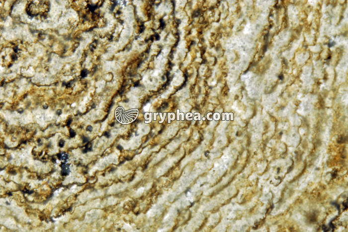 Stromatolite LPA x6 - gryphea.com
